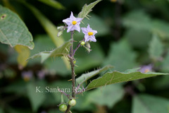 Solanum anguivi
